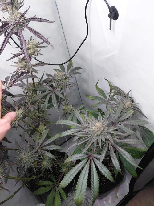 Red Lemonade (RS11×SuperLemonHaze). Week 14