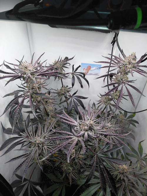 Red Lemonade (RS11×SuperLemonHaze). Week 14