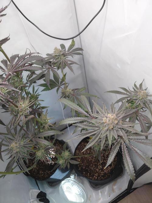 Red Lemonade (RS11×SuperLemonHaze). Week 14