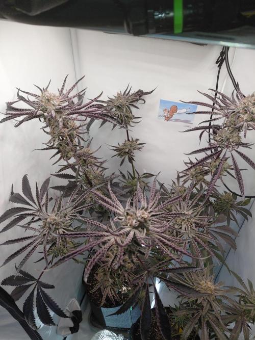 Red Lemonade (RS11×SuperLemonHaze). Week 14