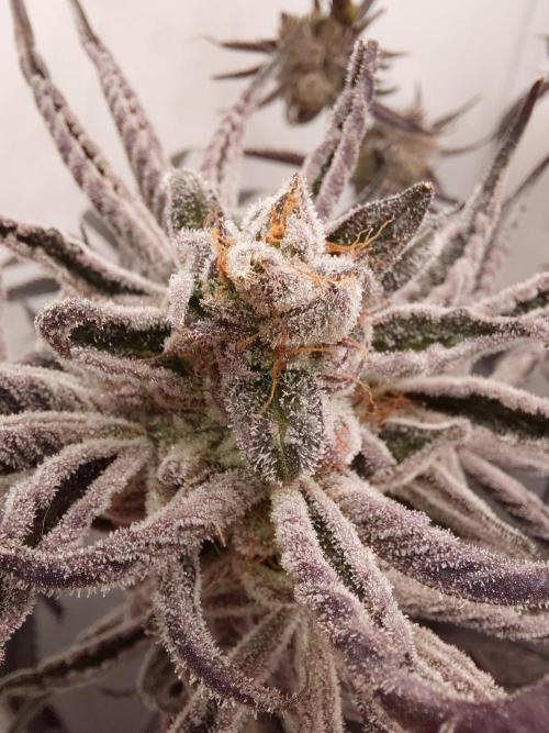 Red Lemonade (RS11×SuperLemonHaze). Week 14