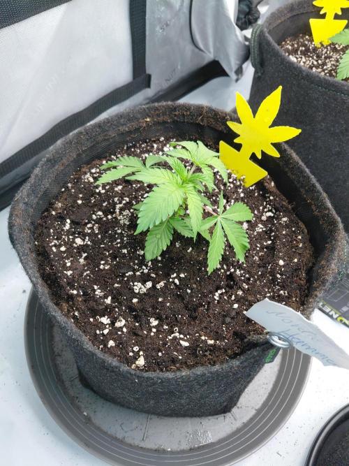 Hnnyhmp Testgrow 2x Nordic Hammer 💚. Week 5