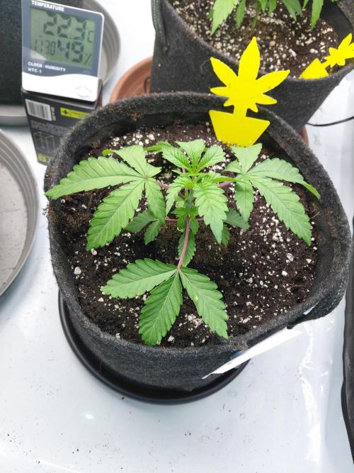 Hnnyhmp Testgrow 2x Nordic Hammer 💚. Week 5