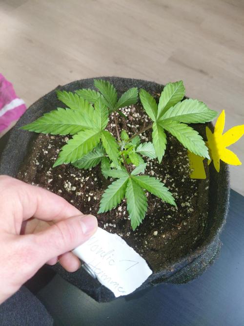 Hnnyhmp Testgrow 2x Nordic Hammer 💚. Week 5