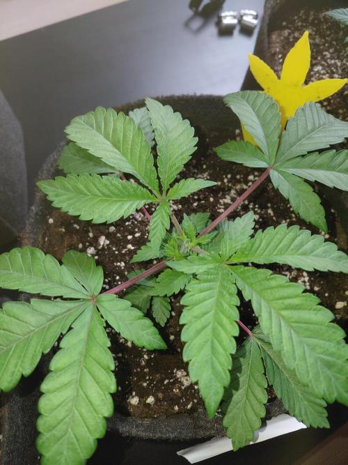 Hnnyhmp Testgrow 2x Nordic Hammer 💚. Week 5