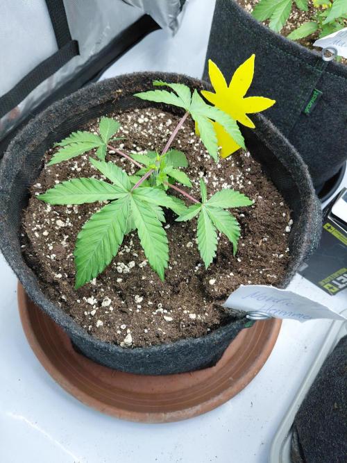 Hnnyhmp Testgrow 2x Nordic Hammer 💚. Week 5