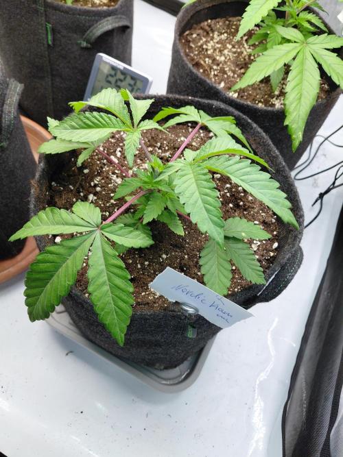 Hnnyhmp Testgrow 2x Nordic Hammer 💚. Week 5