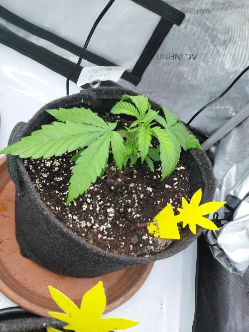 Hnnyhmp Testgrow. Week 5