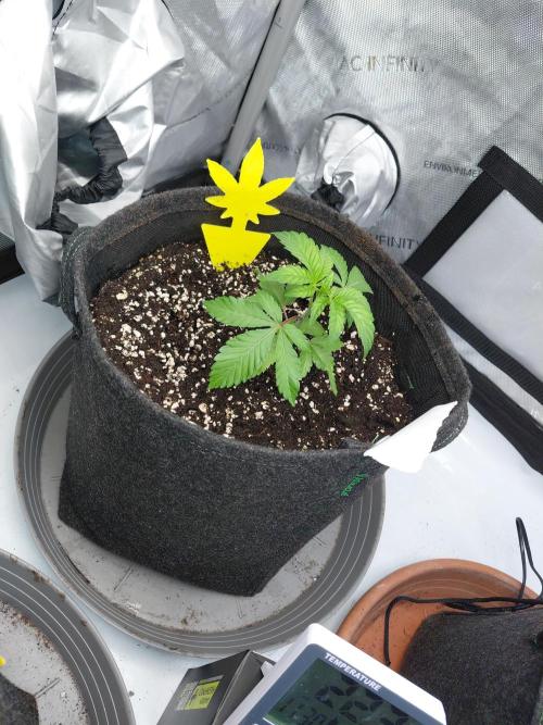 Hnnyhmp Testgrow. Week 5