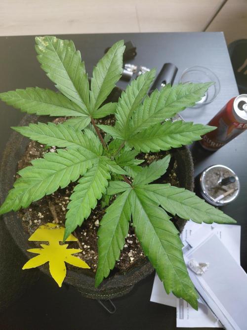 Hnnyhmp Testgrow. Week 5