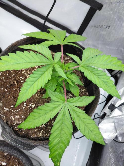 Hnnyhmp Testgrow. Week 5