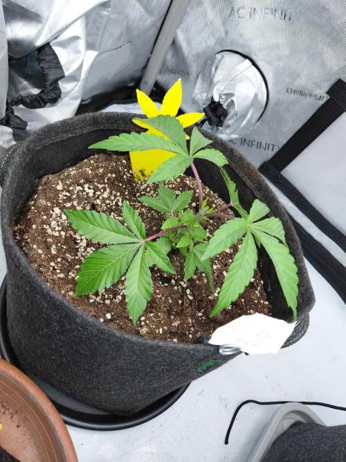 Hnnyhmp Testgrow. Week 5