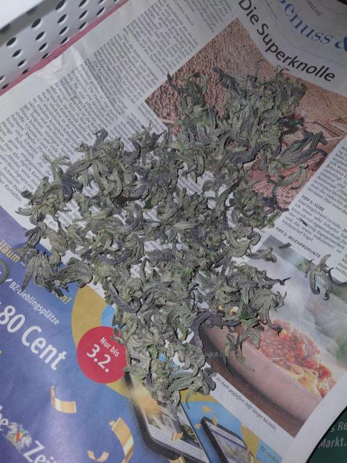 Red Lemonade (RS11×SuperLemonHaze). Week 15