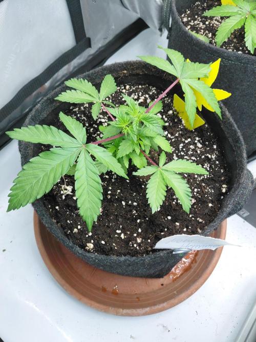 Hnnyhmp Testgrow 2x Nordic Hammer 💚. Week 6