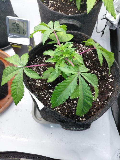 Hnnyhmp Testgrow 2x Nordic Hammer 💚. Week 6
