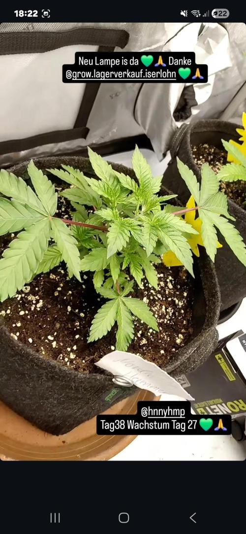 Hnnyhmp Testgrow 2x Nordic Hammer 💚. Week 6