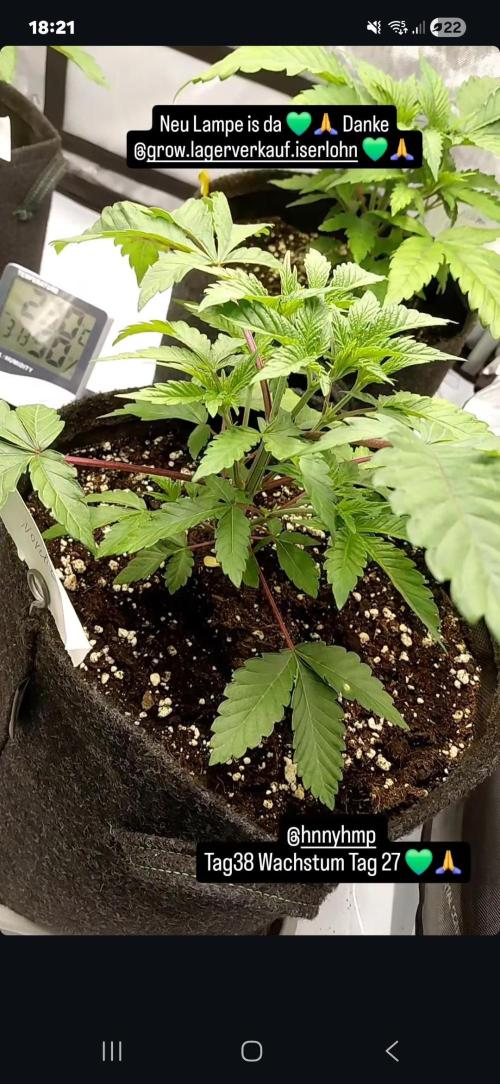 Hnnyhmp Testgrow 2x Nordic Hammer 💚. Week 6