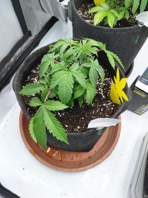 Hnnyhmp Testgrow 2x Nordic Hammer 💚. Week 6