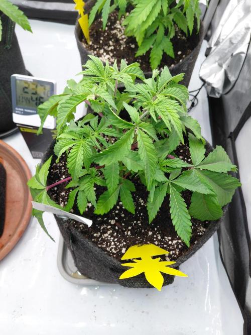 Hnnyhmp Testgrow 2x Nordic Hammer 💚. Week 6
