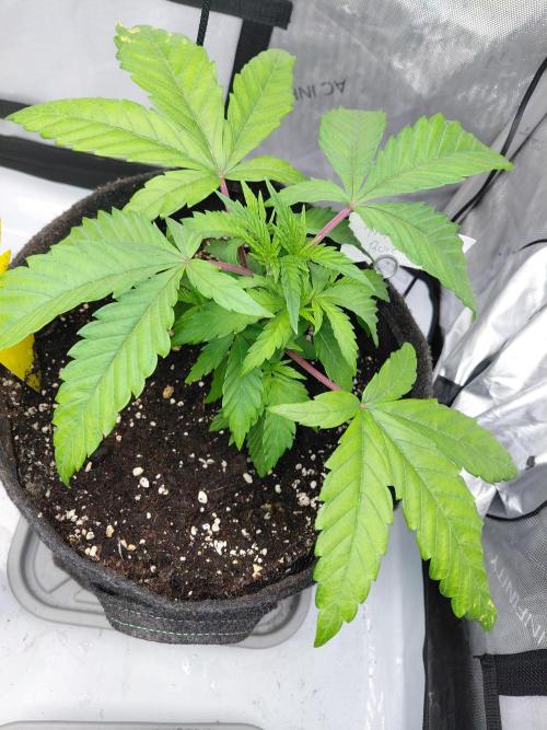 Hnnyhmp Testgrow TB + OM 💚🌱. Week 6