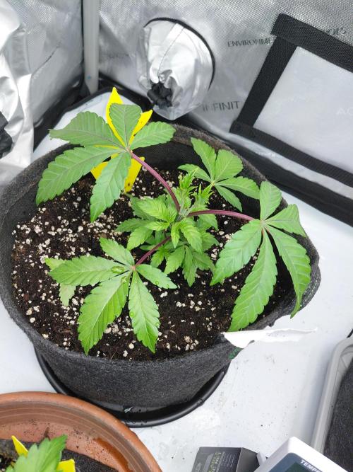 Hnnyhmp Testgrow TB + OM 💚🌱. Week 6