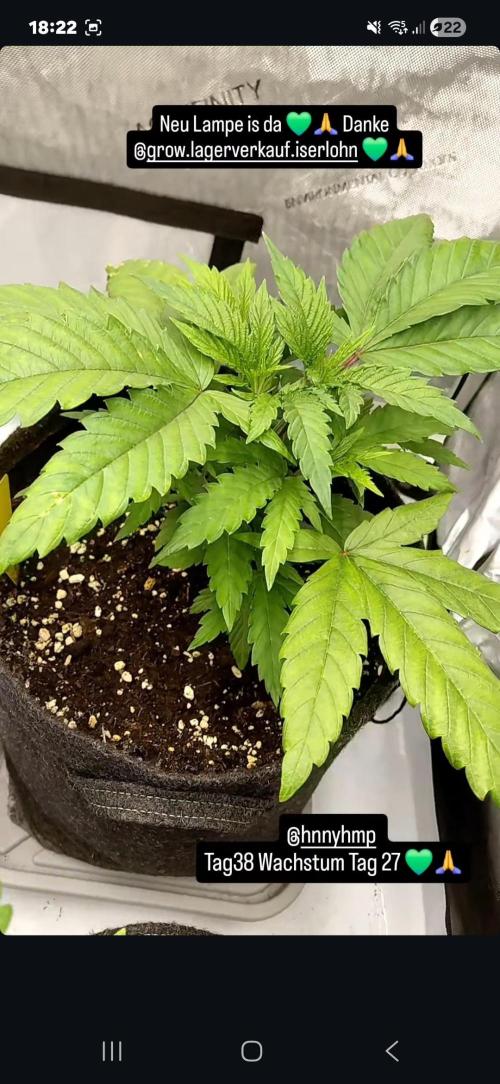 Hnnyhmp Testgrow TB + OM 💚🌱. Week 6