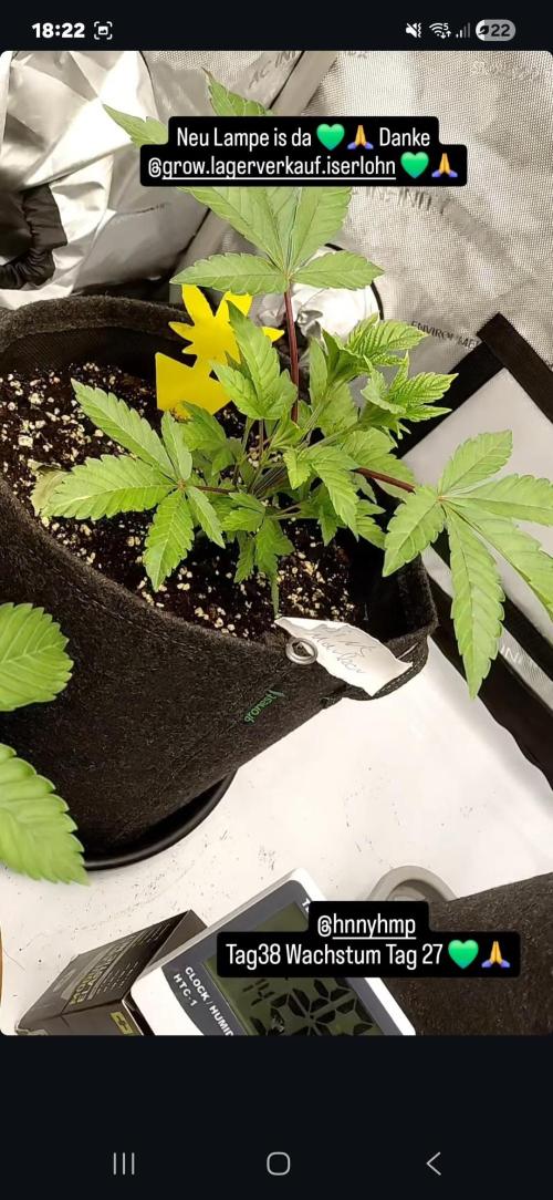 Hnnyhmp Testgrow TB + OM 💚🌱. Week 6