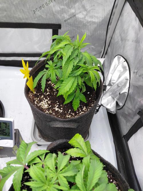 Hnnyhmp Testgrow TB + OM 💚🌱. Week 6
