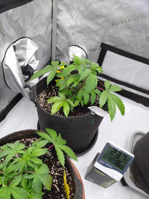 Hnnyhmp Testgrow TB + OM 💚🌱. Week 6