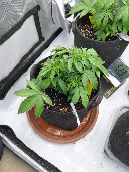 Hnnyhmp Testgrow 2x Nordic Hammer 💚. Week 7