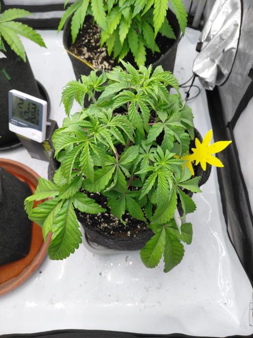 Hnnyhmp Testgrow 2x Nordic Hammer 💚. Week 7