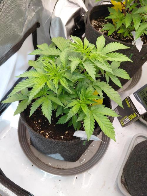 Hnnyhmp Testgrow 2x Nordic Hammer 💚. Week 7