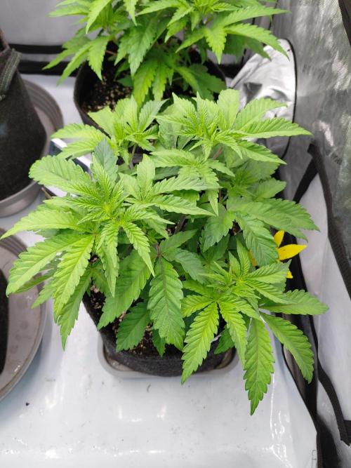 Hnnyhmp Testgrow 2x Nordic Hammer 💚. Week 7