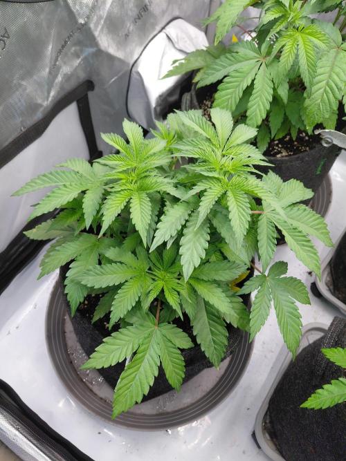 Hnnyhmp Testgrow 2x Nordic Hammer 💚. Week 7