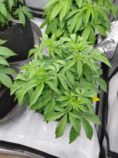 Hnnyhmp Testgrow 2x Nordic Hammer 💚. Week 7