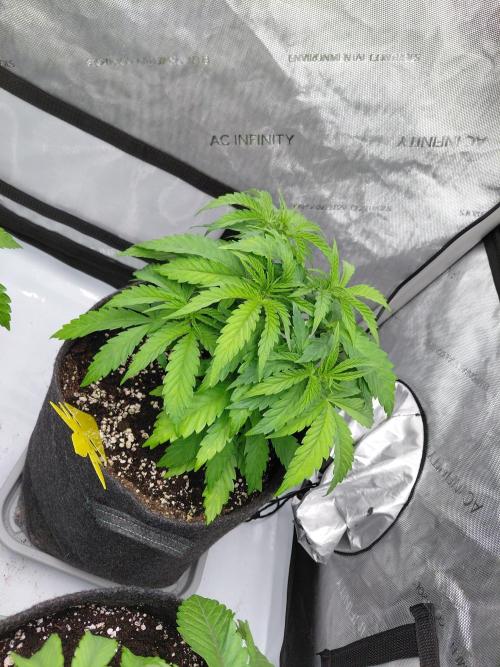 Hnnyhmp Testgrow TB + OM 💚🌱. Week 7