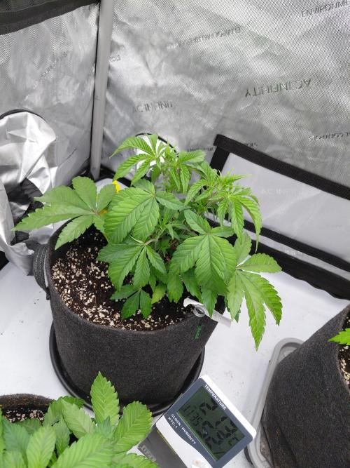 Hnnyhmp Testgrow TB + OM 💚🌱. Week 7