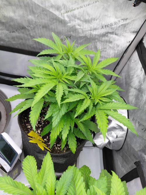 Hnnyhmp Testgrow TB + OM 💚🌱. Week 7
