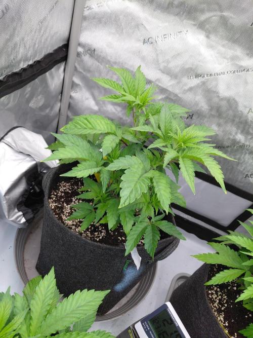Hnnyhmp Testgrow TB + OM 💚🌱. Week 7
