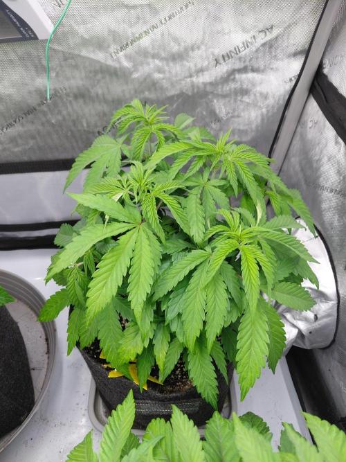 Hnnyhmp Testgrow TB + OM 💚🌱. Week 7