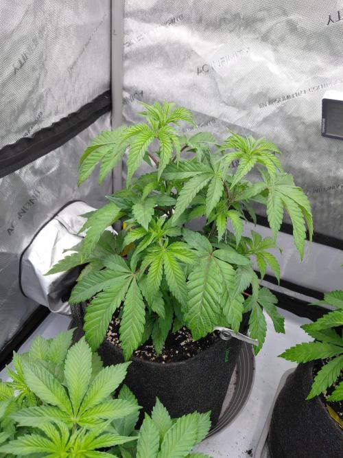Hnnyhmp Testgrow TB + OM 💚🌱. Week 7