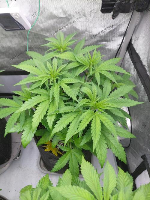 Hnnyhmp Testgrow TB + OM 💚🌱. Week 8