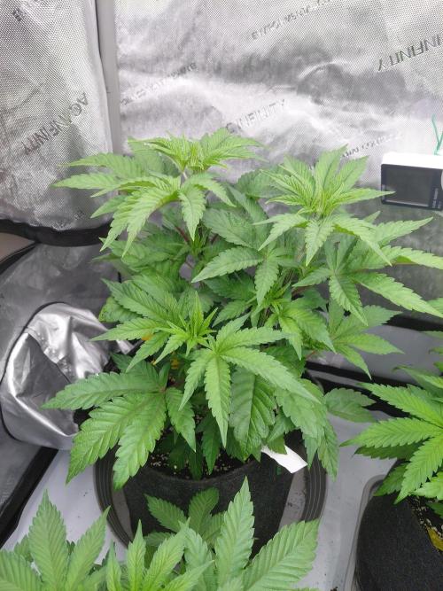 Hnnyhmp Testgrow TB + OM 💚🌱. Week 8