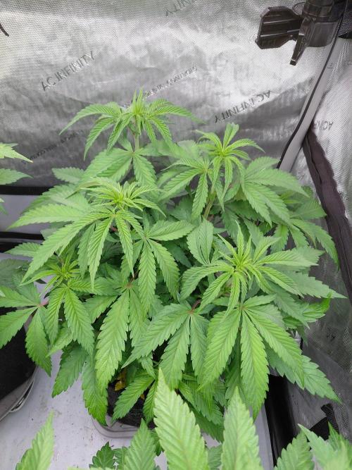 Hnnyhmp Testgrow TB + OM 💚🌱. Week 8