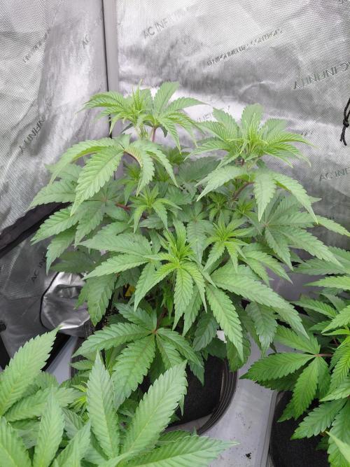 Hnnyhmp Testgrow TB + OM 💚🌱. Week 8