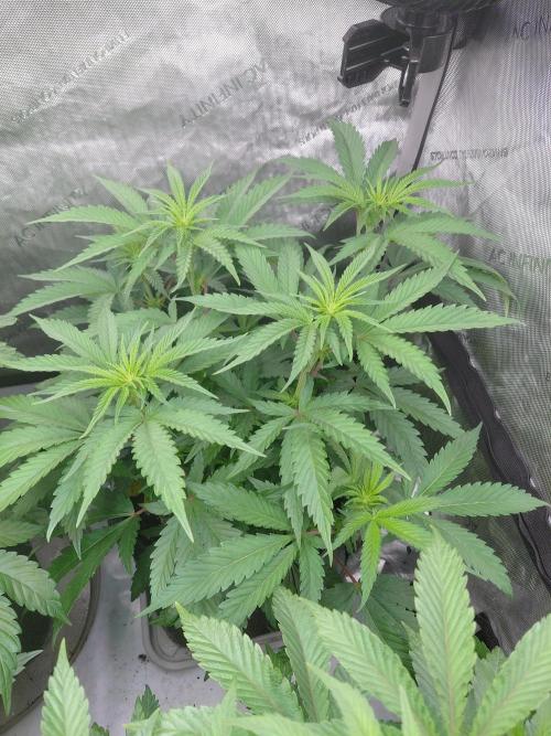 Hnnyhmp Testgrow TB + OM 💚🌱. Week 8