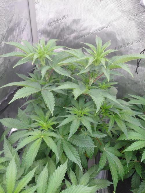 Hnnyhmp Testgrow TB + OM 💚🌱. Week 8