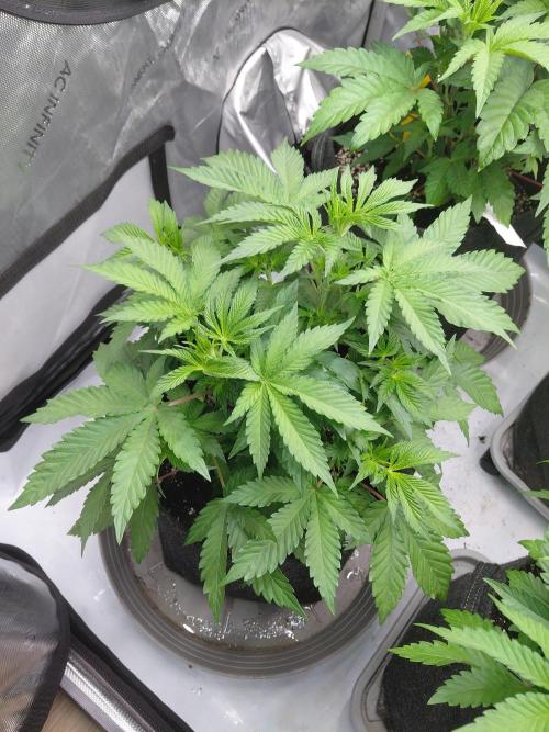 Hnnyhmp Testgrow 2x Nordic Hammer 💚. Week 8