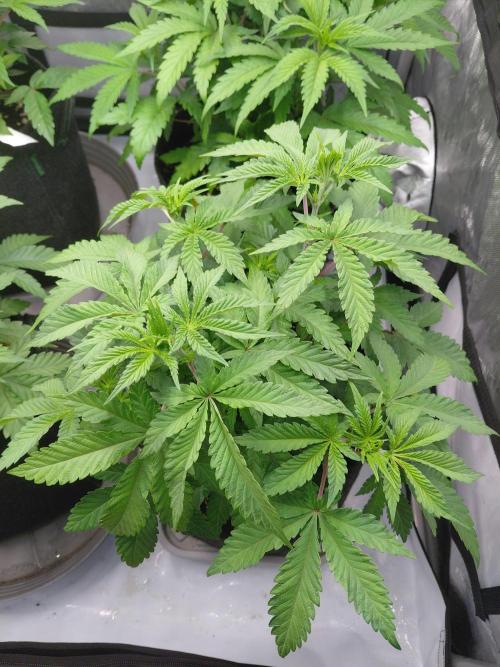 Hnnyhmp Testgrow 2x Nordic Hammer 💚. Week 8