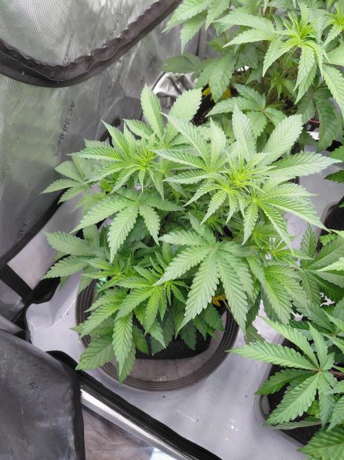 Hnnyhmp Testgrow 2x Nordic Hammer 💚. Week 8